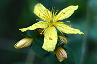 Hypericum montanum L.